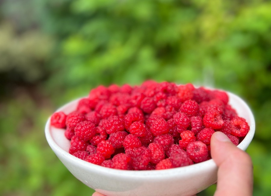 A bowl full of freshly harvested raspberries held in the garden