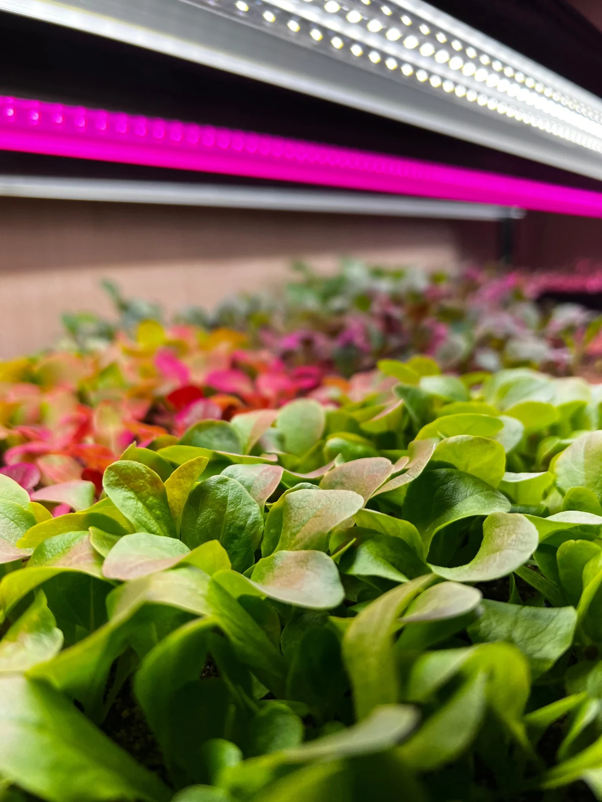 Leafy greens growing under indoor grow lights