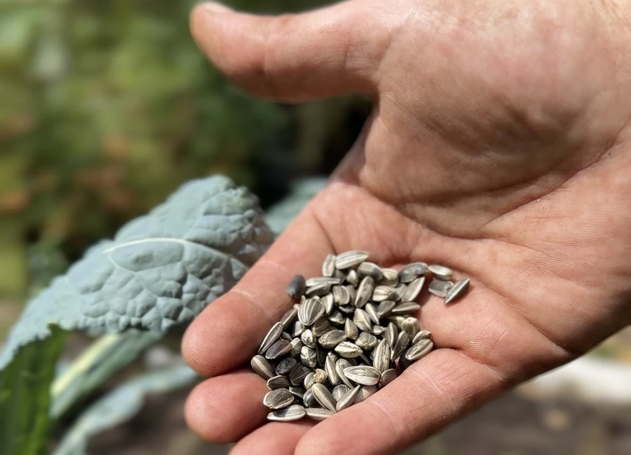 Hand holding saved seeds above the garden