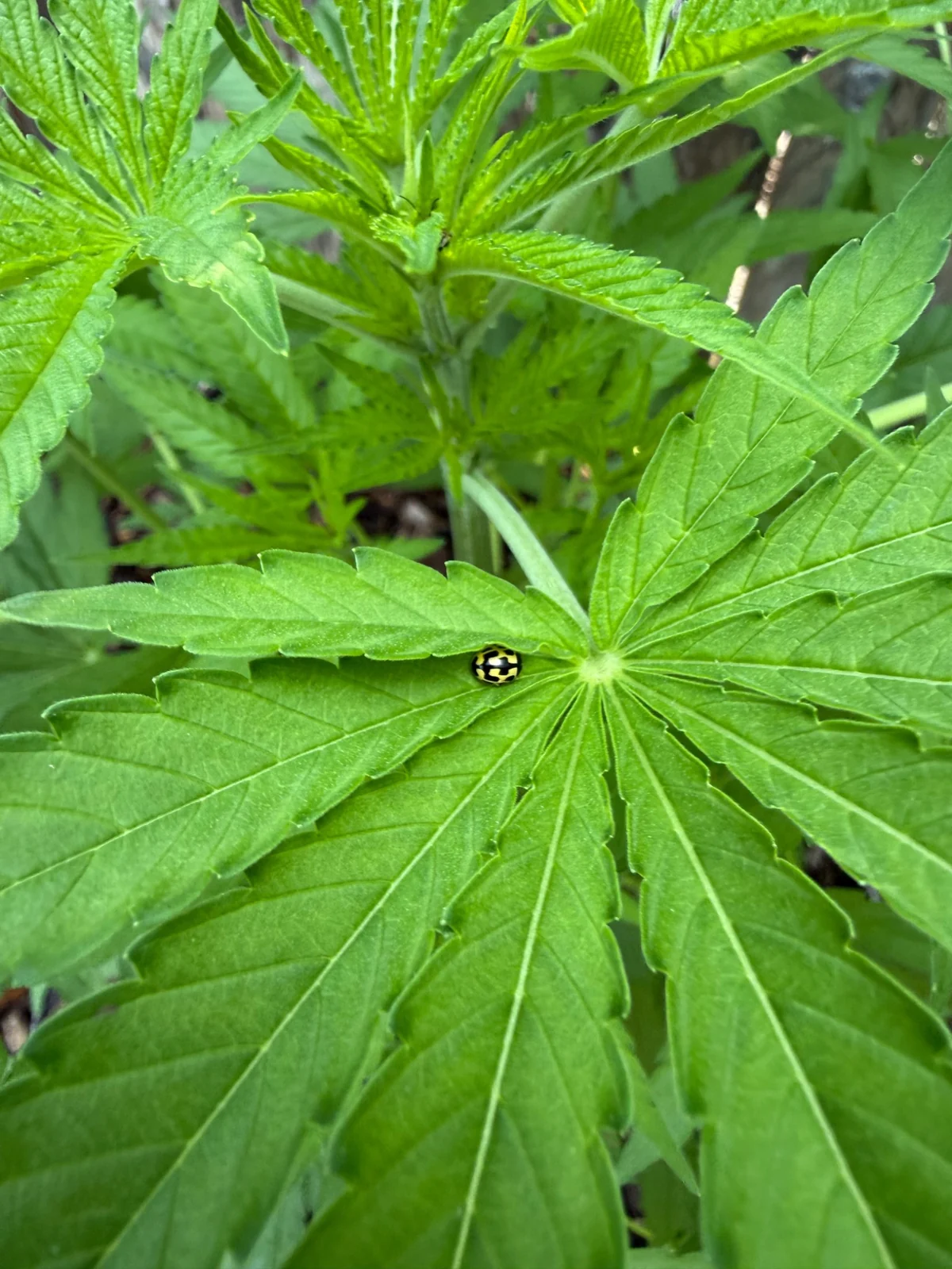 Healthy cannabis plant growing outdoors with a lady beetle on a leaf